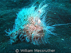Ï can't do a thing with my hair!
Sea and Sea 1G YS120 St... by William Messruther 